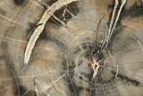 12.6" Petrified Wood (Woodworthia) Round - Arizona - #199006-1